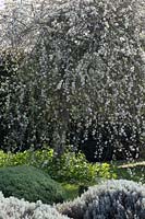 Pyrus salicifolia 'Pendula' - Pendulous Willow-Leaved Pear