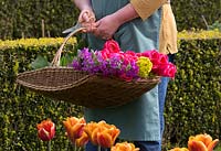 Woman holding trug of cut flowers in garden. 