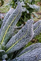 Brassica oleracea 'Cavolo Nero' - Kale 'Cavolo Nero'