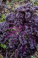 Brassica oleracea var. sabellica - Frosted Kale 'Midnight Sun'