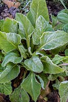 Beta vulgaris var. vulgaris - Perpetual spinach 