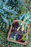 Trug of harvested winter vegetables including  leeks, chard, kale, beetroot and celeriac. 