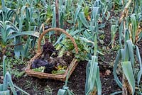 Trug of harvested winter vegetables including leeks, chard, kale, beetroot and celeriac.