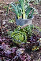 Wire basket of harvested winter vegetables including leeks, chard, kale, beetroot, celeriac and cabbage. 