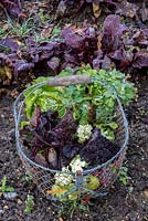 Trug of harvested winter vegetables including leeks, chard, kale, beetroot and celeriac.
