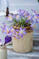 Crocus planted in pottery vase. 