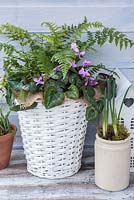 Cyclamen coum and fern in winter wicker container. 