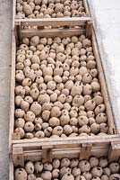 Trays of chitting potatoes. 