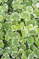 Pelargonium foliage - Geranium