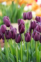 Tulipa 'Cafe Noir' - Tulip 'Cafe Noir'