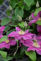 Clematis 'Alaina' - Early large-flowered Clematis