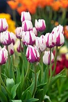 Tulipa 'Flaming Baltic' - Fringed Tulip 'Flaming Baltic'
