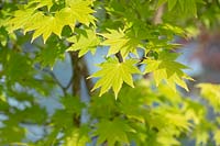 Acer shirasawanum 'Jordan' - Full Moon Maple 'Jordon'
