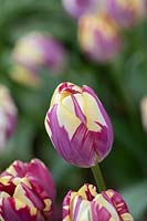 Tulipa 'Striped Sail' - Tulip 'Striped Sail'