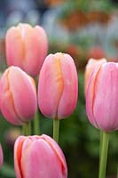 Tulipa 'Menton' - Tulip 'Menton'