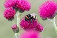 Bombus Lucorum -  Bumblebee on Cirsium Rivulare 'Atropurpureum' - Plume Thistle 'Atropurpureum' 