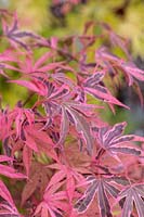 Acer palmatum 'Shirazz' - Japanese Maple 'Shirazz'