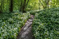 Allium ursinum, Ramsoms - wild garlic edging a path through woodland