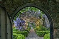 Wisteria tunnel at Boughton Monchelsea Place, Kent, UK. 