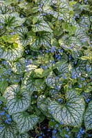 Brunnera macrophylla 'Jack Frost' - Siberian bugloss 'Jack Frost'
