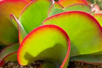 Kalanchoe luciae 'Desert Pink' - Flapjack Plant