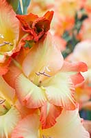 Gladiolus 'Princess Margaret Rose'
