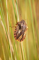 Eurygaster testudinaria - Tortoise shieldbug on grass