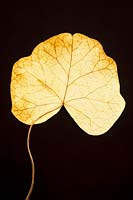 Hedera helix - Ivy leaf 