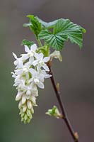 Ribes sanguineum 'Elkingtons white'