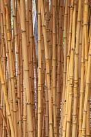 Phyllostachys aurea 'Holochrysa' fish Pole bamboo golden bamboo 