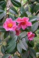 Camellia japonica 'St Ewe' 