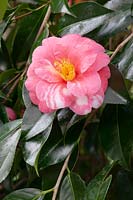 Camellia japonica 'Akashigata' 