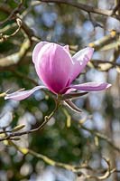 Magnolia 'Atlas' 