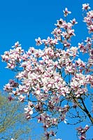 Magnolia 'Athene'