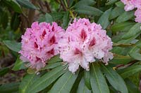 Rhododendron 'Prince Camille du Rohan' 