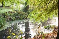 View of River Cerne, with overhanging foliage in autumn garden. Minterne Gardens, Dorset, UK. 