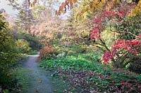 Pathway in woodland garden, with display of autumn foliage. Minterne Gardens, Dorset, UK. 