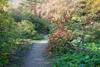 Pathway in woodland garden, with display of autumn foliage. Minterne Gardens, Dorset, UK.