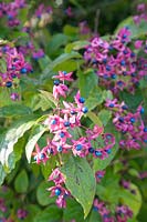 Clerodendron trichotomum fargesii 
