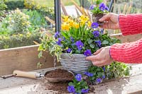 Woman planting up a spring hanging basket with a mix of Narcissus 'Tete a Tete', Viola and Hedera - Ivy. 