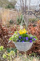 Spring hanging basket hanging from bracket, with a mix of Narcissus 'Tete a Tete', Viola and Hedera - Ivy.