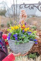 Attaching chains of a planted up hanging basket on bracket. Planting includes: 
a mix of Narcissus 'Tete a Tete', Viola and Hedera - Ivy