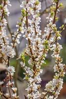 Prunus tomensosa - Nanking Cherry - blossom