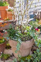 Prunus tomensosa - Nanking Cherry - planted in pot with 
Leptinella 'Platt's Black' and Hedera - Ivy