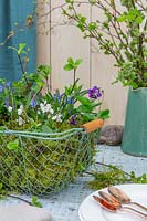 Wire basket planted up with moss, Muscari, Viola and Scilla, a table decoration