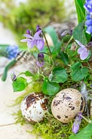 Viola odorata - Sweet Violet with eggs and moss