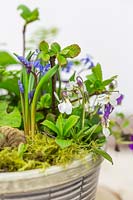 Spring container with Muscari, Viola and Scilla plus moss and eggs placed on wooden disc