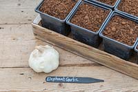 Potting bench with ingredients for planting elephant garlic