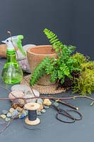 Ingredients and tools for making a fern kokedama