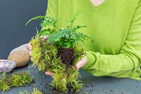 Woman wrapping root ball with moss
